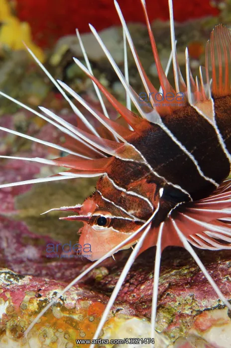 : 80182380 Clearfin Lionfish Tepekong dive site, Candidasa : 80182380 Clearfin Lionfish Tepekong dive site, Candidasa