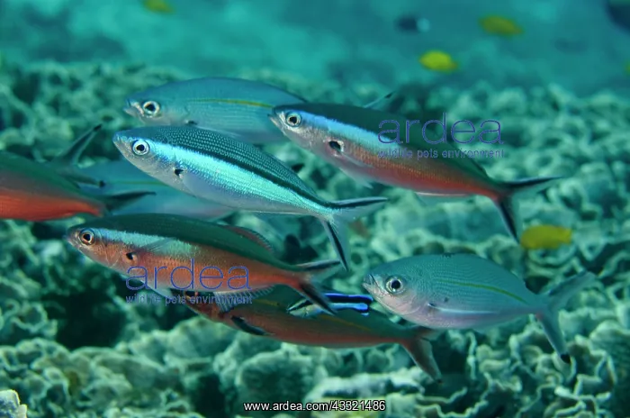 : 80182382 Bluestreak Fusiliers - red form school : 80182382 Bluestreak Fusiliers - red form school
