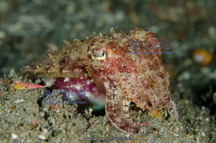  : 80182387 Broadclub Cuttlefish Jetty dive site, Candidasa