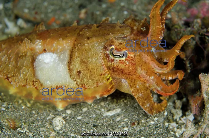  : 80182388 Broadclub Cuttlefish Jetty dive site, Candidasa