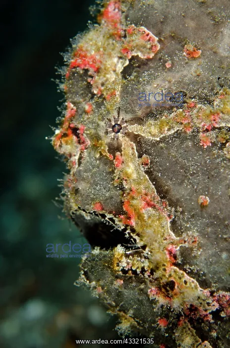: 80182389 Giant Frogfish Jetty dive site, Candidasa : 80182389 Giant Frogfish Jetty dive site, Candidasa