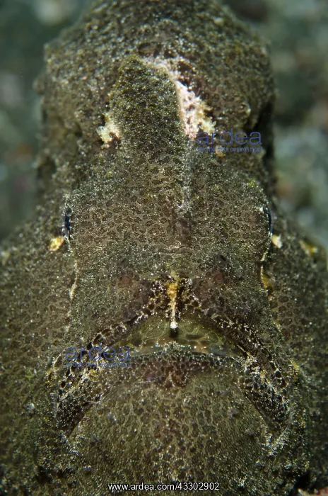 : 80182390 Giant Frogfish Jetty dive site, Candidasa : 80182390 Giant Frogfish Jetty dive site, Candidasa
