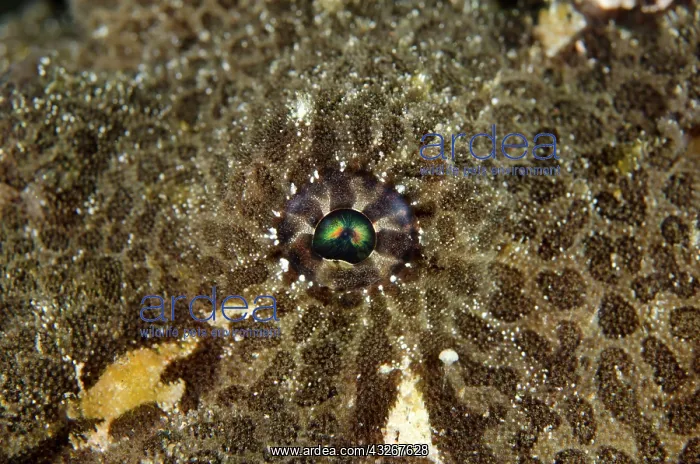 : 80182391 Giant Frogfish - eye Jetty dive site, Candidasa : 80182391 Giant Frogfish - eye Jetty dive site, Candidasa
