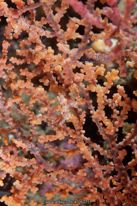 : 80182408 Pygmy Seahorse - on sea fan Nudi Retreat : 80182408 Pygmy Seahorse - on sea fan Nudi Retreat