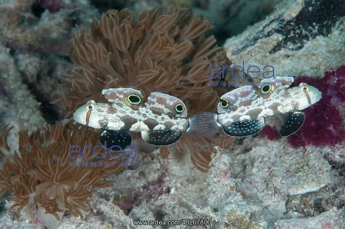 : 80182513 Twinspot Gobies - pair Arborek Jetty dive : 80182513 Twinspot Gobies - pair Arborek Jetty dive