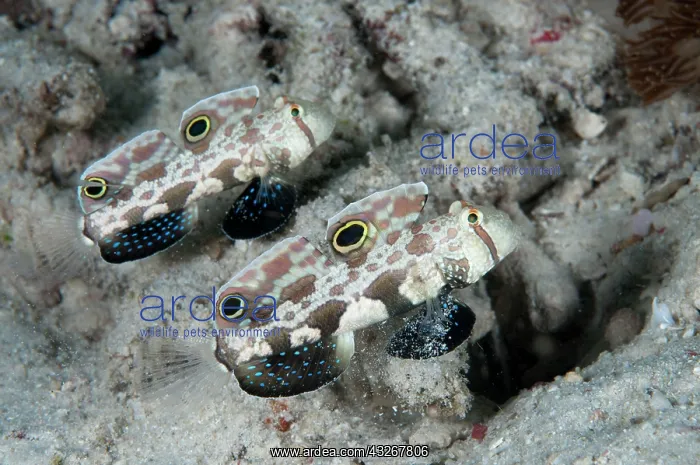 : 80182514 Twinspot Gobies - pair Arborek Jetty dive : 80182514 Twinspot Gobies - pair Arborek Jetty dive