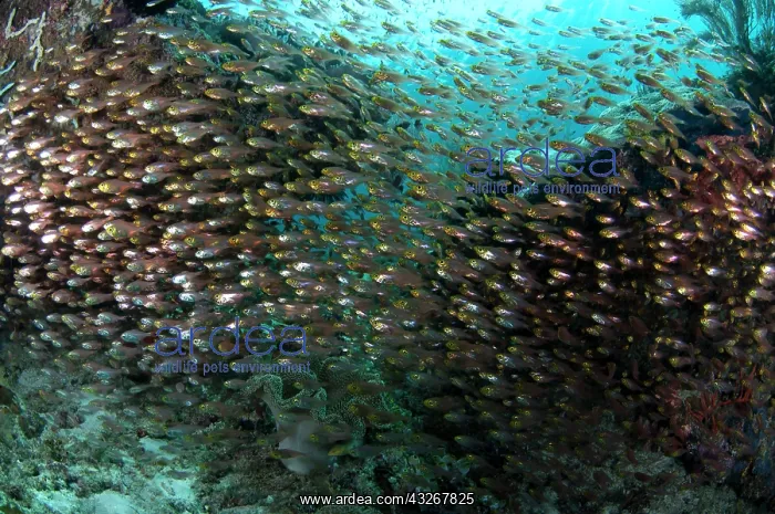 : 80182517 Yellow Sweepers - school around coral Mansuar : 80182517 Yellow Sweepers - school around coral Mansuar
