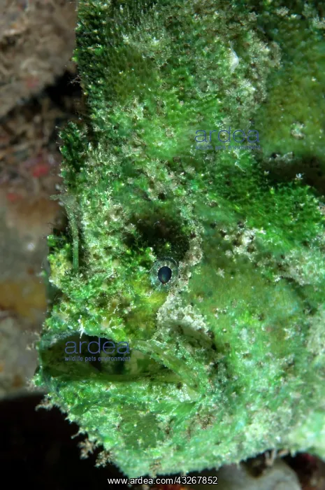 : 80182521 Spot-tail Frogfish Cendana Pearl Farm Jetty : 80182521 Spot-tail Frogfish Cendana Pearl Farm Jetty