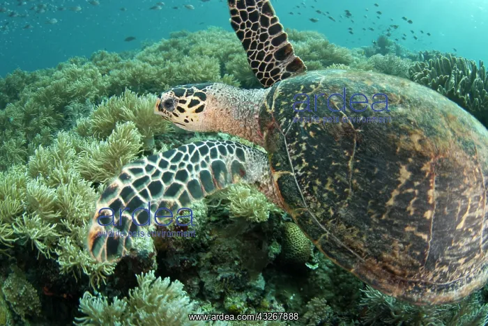 : 80182527 Loggerhead Turtle - swimming with fish : 80182527 Loggerhead Turtle - swimming with fish