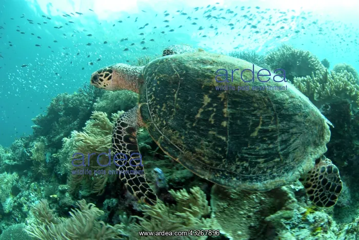 : 80182528 Loggerhead Turtle - swimming with fish : 80182528 Loggerhead Turtle - swimming with fish