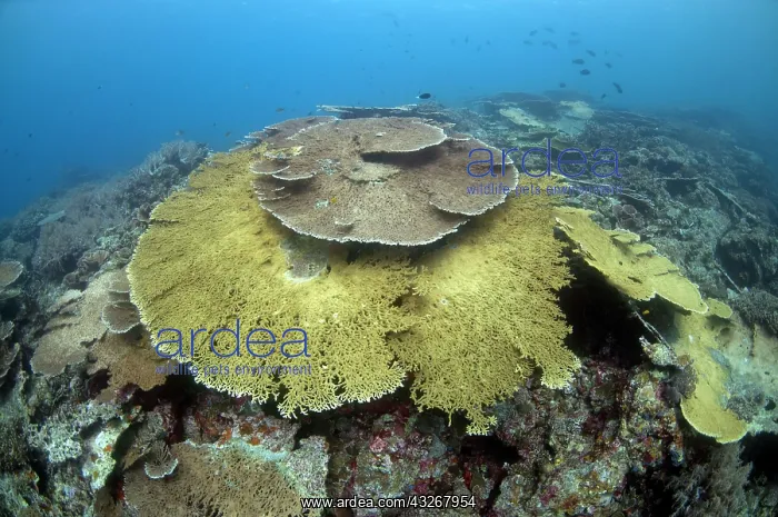 : 80182536 Table Coral - large plates Lava Flow dive : 80182536 Table Coral - large plates Lava Flow dive