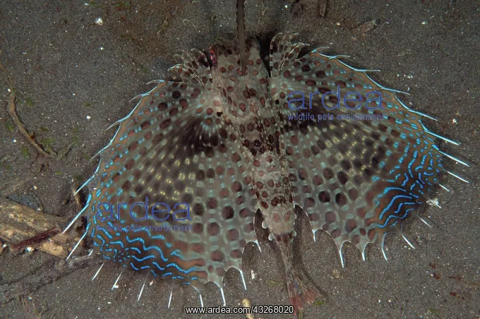 : 80182546 Flying Gurnard - displaying wings on black : 80182546 Flying Gurnard - displaying wings on black