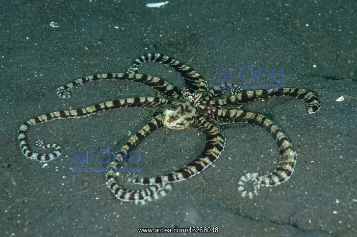 : 80182550 Mimic Octopus - on black sand Joleha dive : 80182550 Mimic Octopus - on black sand Joleha dive