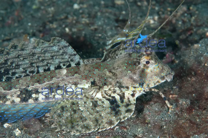 : 80182551 Fingered Dragonet- with fins extended TK2 : 80182551 Fingered Dragonet- with fins extended TK2