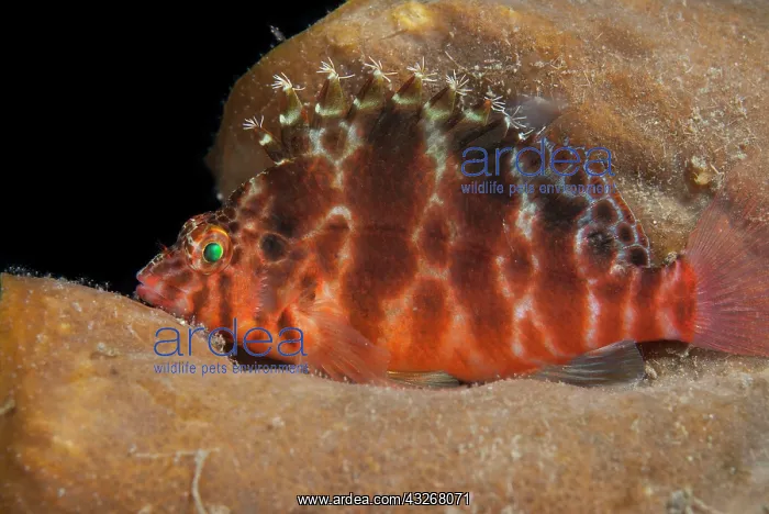 : 80182553 Threadfin Hawkfish - on sponge TK1 dive : 80182553 Threadfin Hawkfish - on sponge TK1 dive