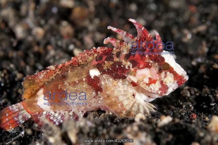 : 80182558 Longspine Waspfish - on black sand Retak : 80182558 Longspine Waspfish - on black sand Retak