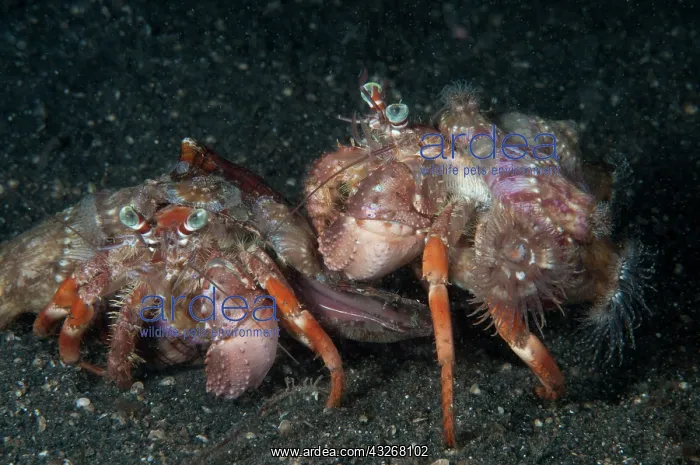 : 80182559 Anemone Hermit Crabs - pair with anemones : 80182559 Anemone Hermit Crabs - pair with anemones