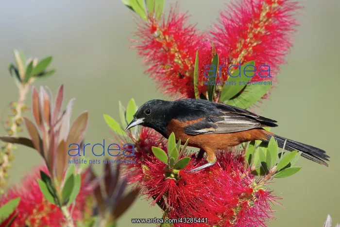  : 80183122 Orchard Oriole - male feeding on Bottlebrush