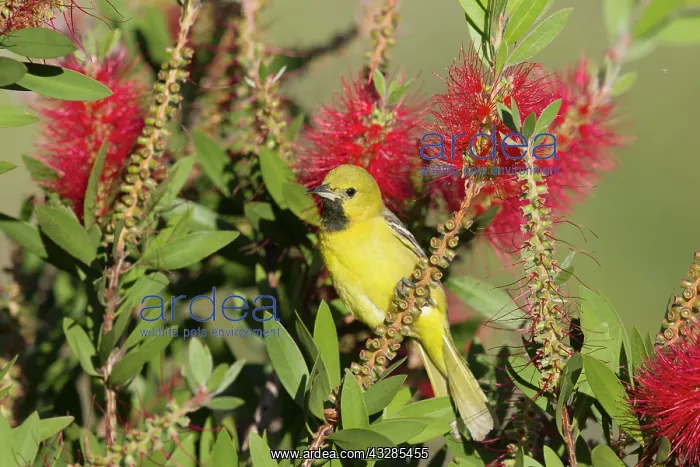 : 80183124 Orchard Oriole - immature male feeding : 80183124 Orchard Oriole - immature male feeding