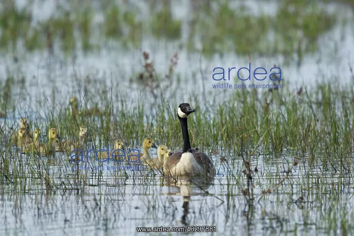 : 80183141 Canada Goose - parent and chicks Ontario : 80183141 Canada Goose - parent and chicks Ontario