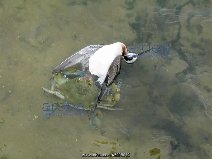 : 80183169 Wilson's Phalarope - killed and eaten by : 80183169 Wilson's Phalarope - killed and eaten by