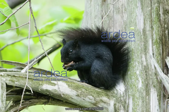 : 80183171 Eastern Grey Squirrel - black form Ontario : 80183171 Eastern Grey Squirrel - black form Ontario