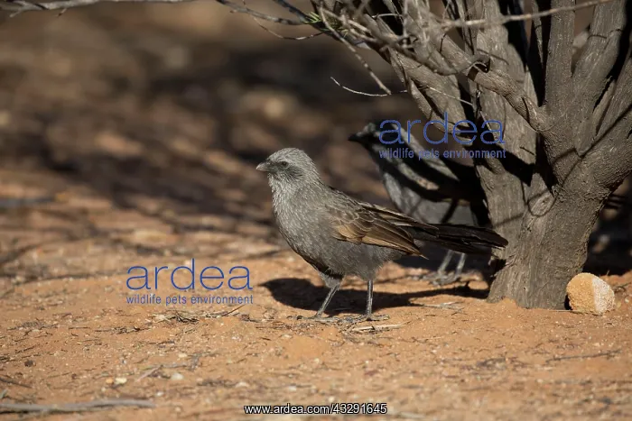 : 80183173 Apostlebird - foraging on the ground on : 80183173 Apostlebird - foraging on the ground on