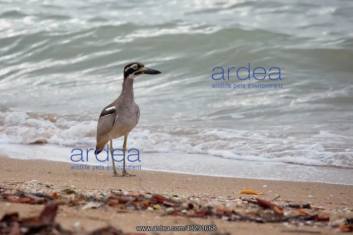 : 80183177 Beach Stone Curlew Back Beach, Mapoon : 80183177 Beach Stone Curlew Back Beach, Mapoon