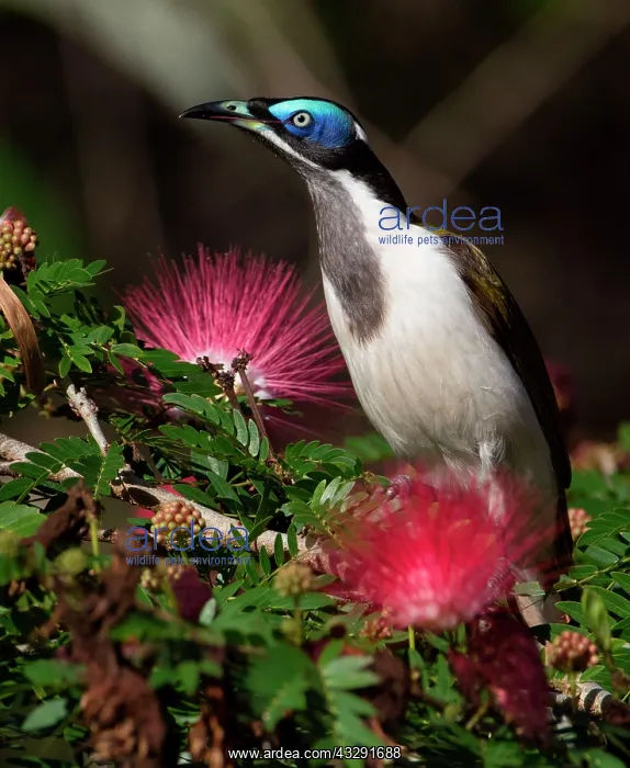 : 80183180 Blue-faced Honeyeater - feeding in an urban : 80183180 Blue-faced Honeyeater - feeding in an urban