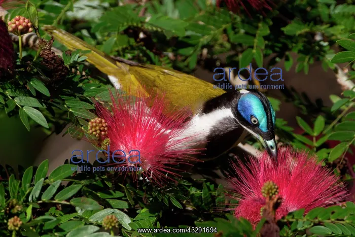 : 80183181 Blue-faced Honeyeater - feeding in an urban : 80183181 Blue-faced Honeyeater - feeding in an urban