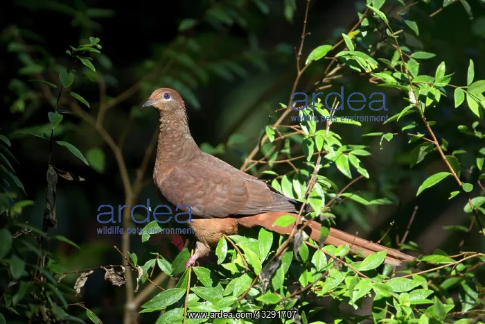 : 80183183 Brown Cuckoo-Dove - perched on bush along : 80183183 Brown Cuckoo-Dove - perched on bush along