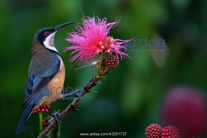 : 80183188 Eastern Spinebill - feeding on nectar : 80183188 Eastern Spinebill - feeding on nectar