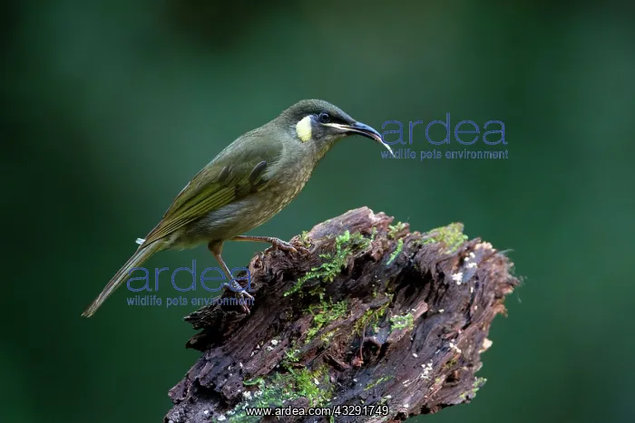 : 80183190 Lewin's Honeyeater - perched on log in : 80183190 Lewin's Honeyeater - perched on log in