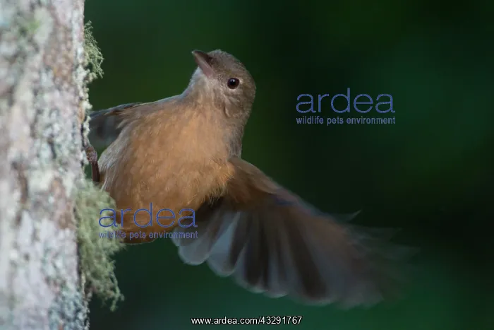 : 80183193 Little Shrikethrush - feeding on a tree : 80183193 Little Shrikethrush - feeding on a tree