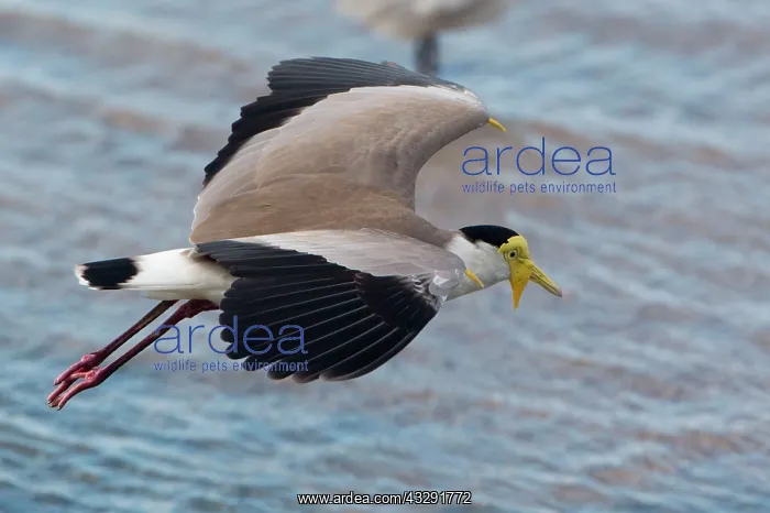 : 80183194 Masked Lapwing in flight along the Cairns : 80183194 Masked Lapwing in flight along the Cairns