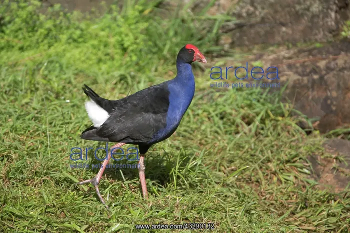: 80183196 Purple Swamphen - walking with tail cocked : 80183196 Purple Swamphen - walking with tail cocked