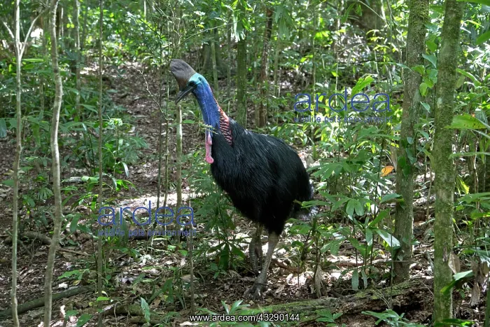 : 80183197 Southern Cassowary - female in rainforest : 80183197 Southern Cassowary - female in rainforest