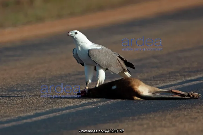 : 80183202 White-bellied Sea Eagle - feeding on the : 80183202 White-bellied Sea Eagle - feeding on the