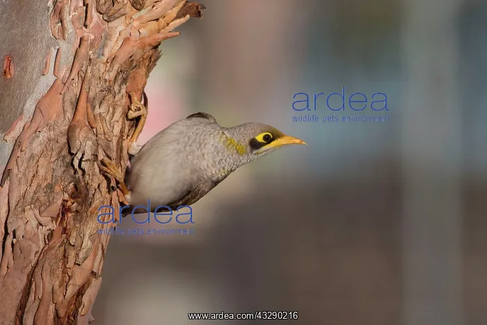 : 80183204 Yellow-throated Miner - clinging onto Eucalypt : 80183204 Yellow-throated Miner - clinging onto Eucalypt