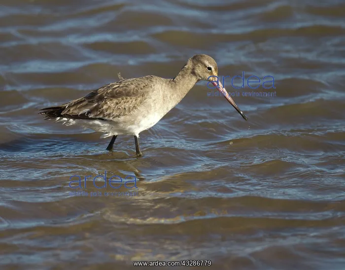 : 80183205 Black-tailed Godwit - wading in search : 80183205 Black-tailed Godwit - wading in search