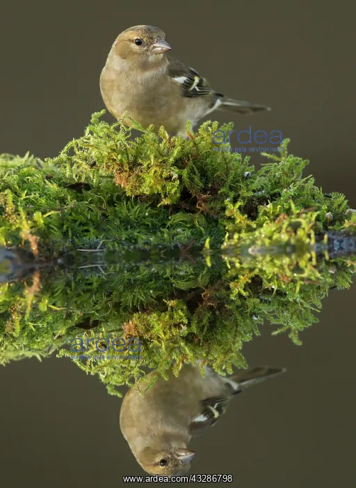 : 80183207 Chaffinch - adult female perched on moss : 80183207 Chaffinch - adult female perched on moss