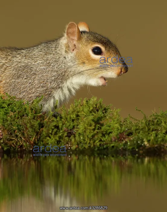 : 80183211 Grey Squirrel - at pool - January Worcestershire : 80183211 Grey Squirrel - at pool - January Worcestershire