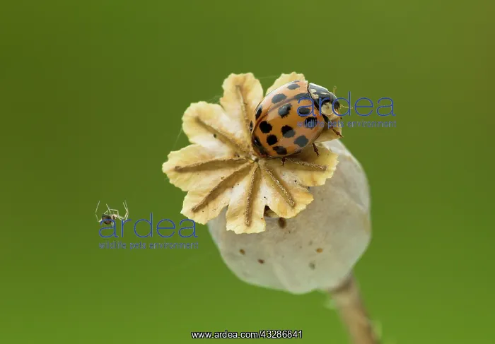 : 80183212 Harlequin Ladybird - crawling on Poppy : 80183212 Harlequin Ladybird - crawling on Poppy