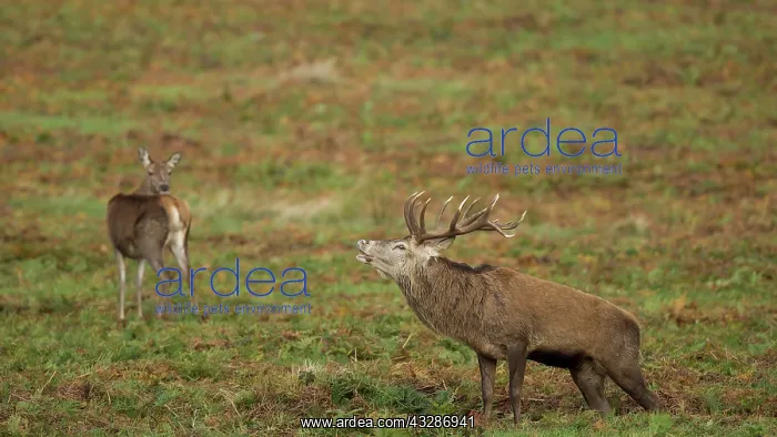 : 80183225 Red Deer - stag bellowing next to hind : 80183225 Red Deer - stag bellowing next to hind