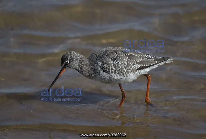 : 80183228 Spotted Redshank - wading in coastal lagoon : 80183228 Spotted Redshank - wading in coastal lagoon