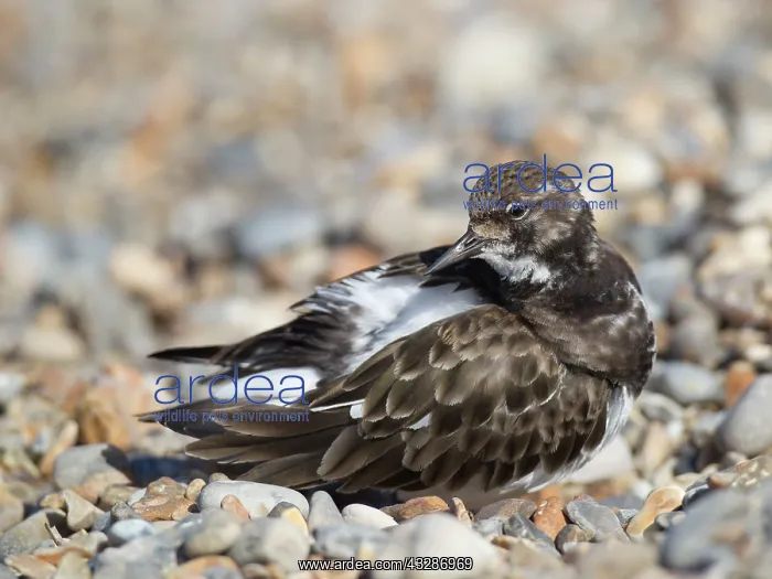  : 80183229 Turnstone - resting on coastline pebbles