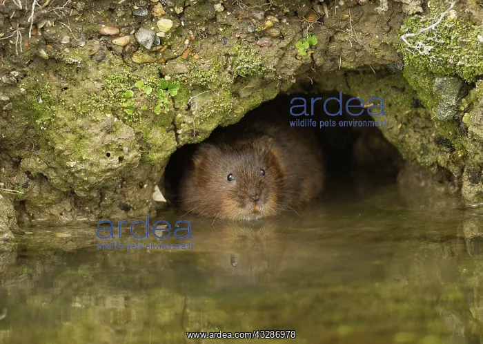 : 80183230 Water Vole - at entrance of burrow at edge : 80183230 Water Vole - at entrance of burrow at edge