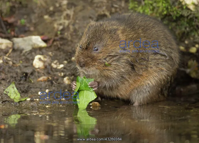 : 80183231 Water Vole - feeding on Ivy leaf at bank : 80183231 Water Vole - feeding on Ivy leaf at bank