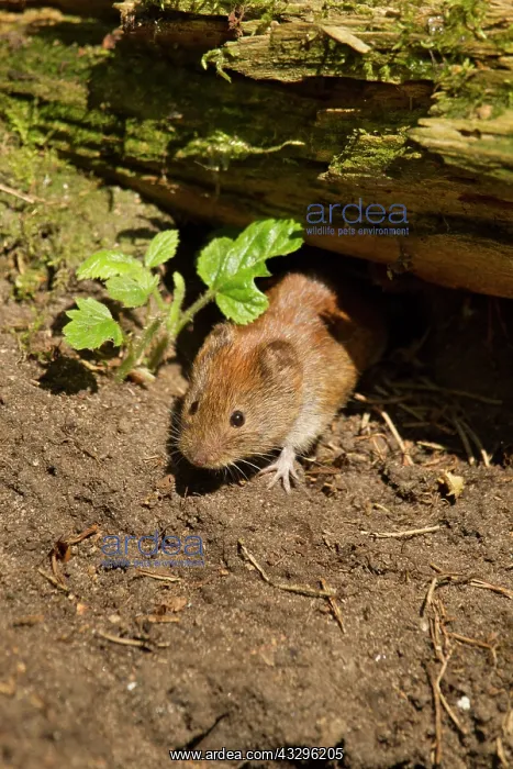 : 80183233 Bank Vole - coming out from under an old : 80183233 Bank Vole - coming out from under an old