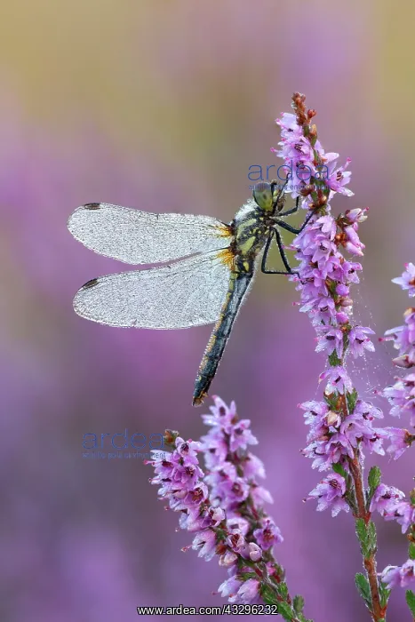 : 80183237 Black Darter - female dragonfly covered : 80183237 Black Darter - female dragonfly covered